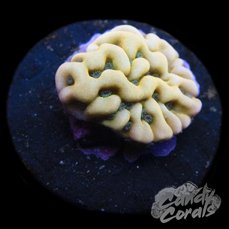 JF Kung Pao Montipora Frag M13