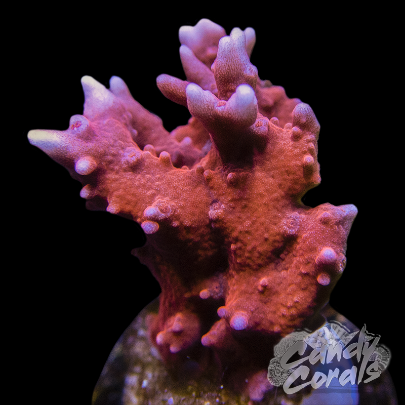 JF TNT Anacropora Sp. Frag A105