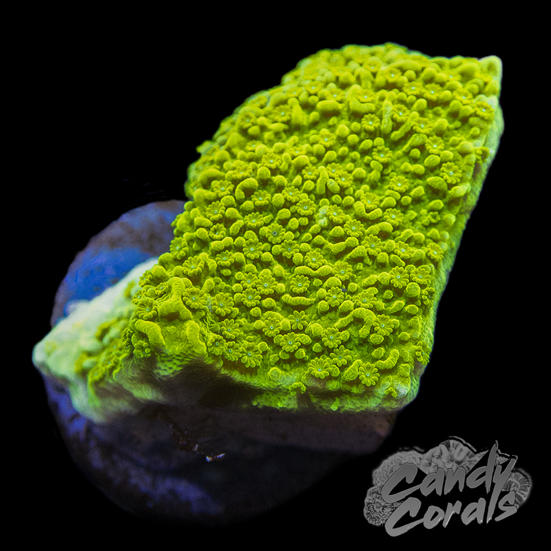Neon Green Montipora Frag M19