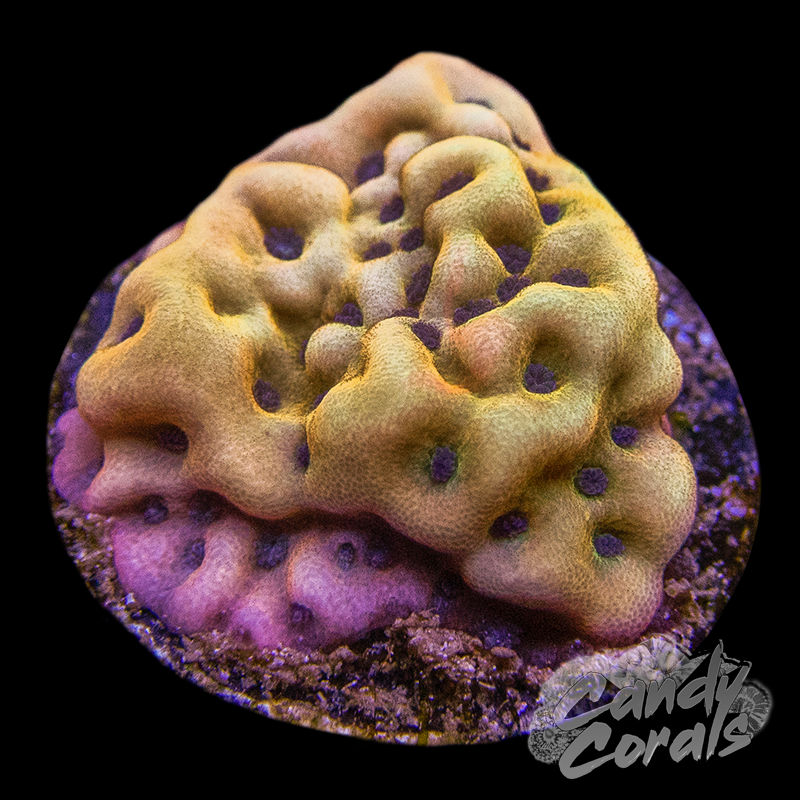 JF Beach Bum Montipora Frag