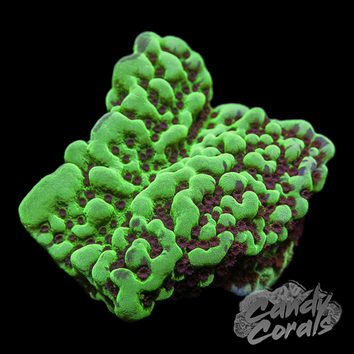 Reverse Sunset Montipora Frag M23 – Candy Corals
