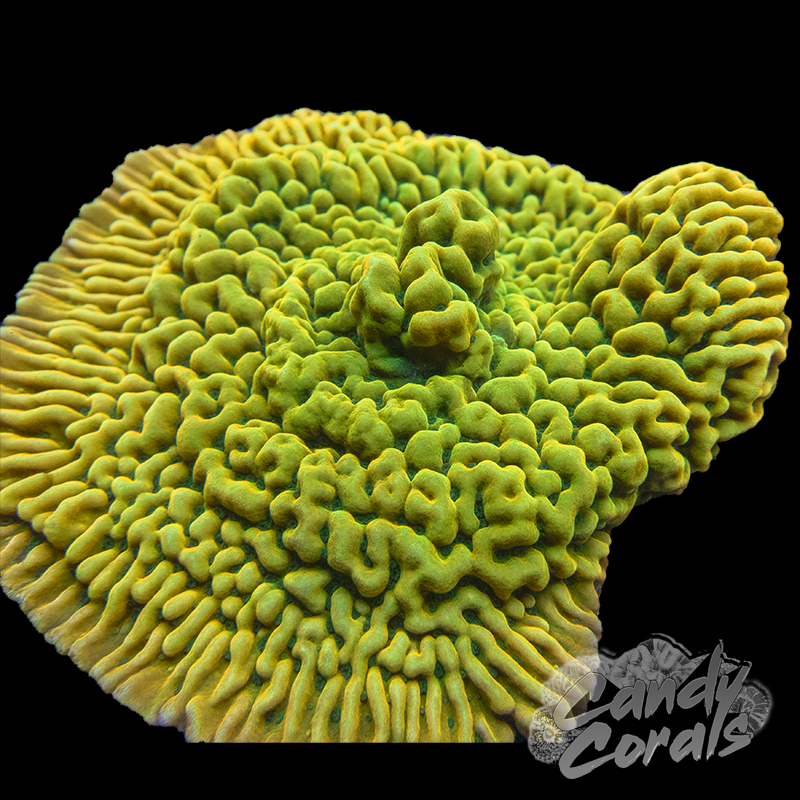 JF Kung Pao Montipora Frag M13