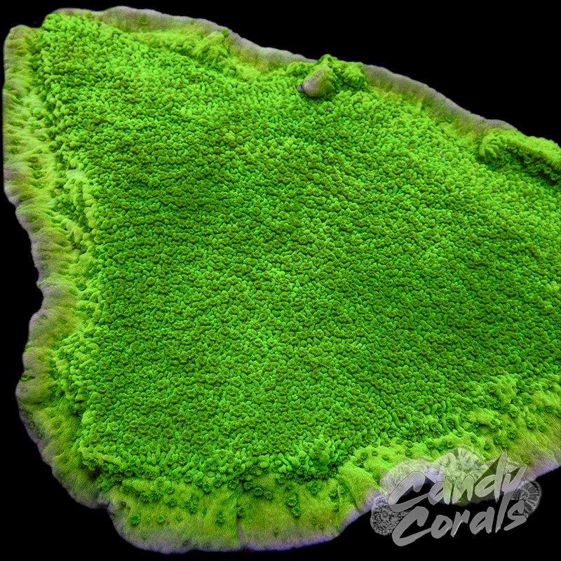 Neon Green Montipora Frag M19