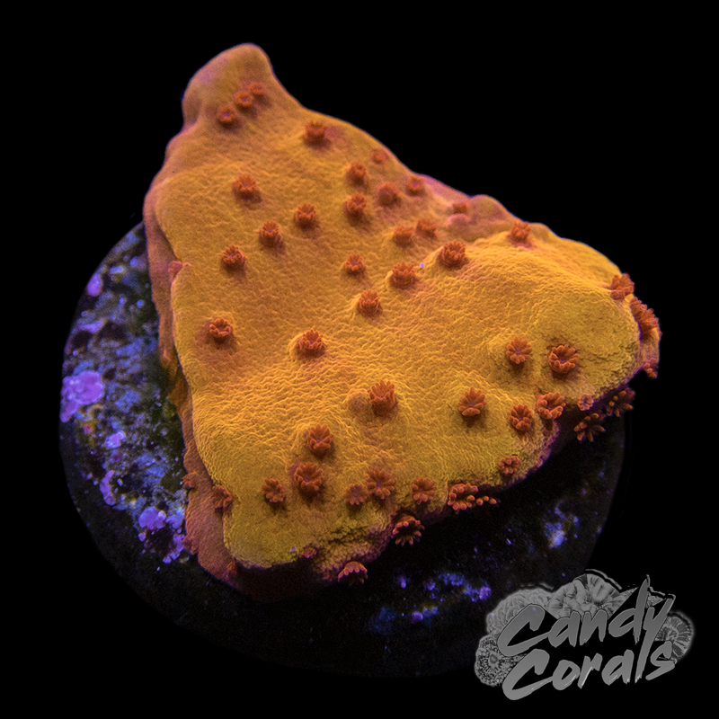 Tiger Lily Montipora Frag M12
