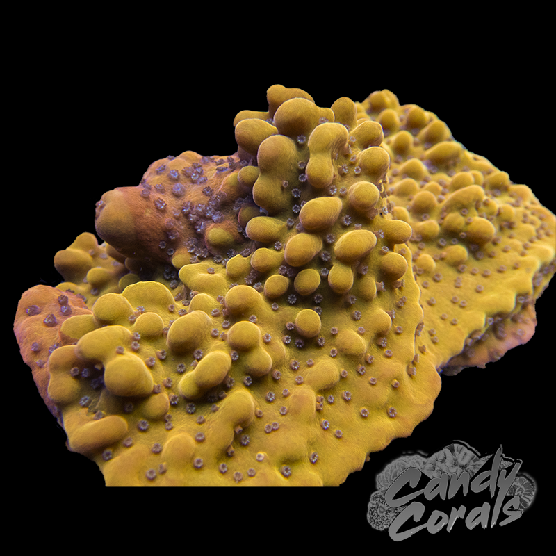 Molten Lava Montipora Frag