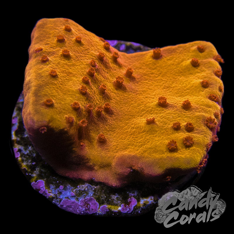 Tiger Lily Montipora Frag M12