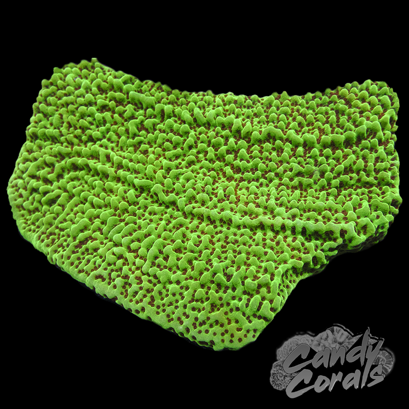 Reverse Sunset Montipora Frag M23