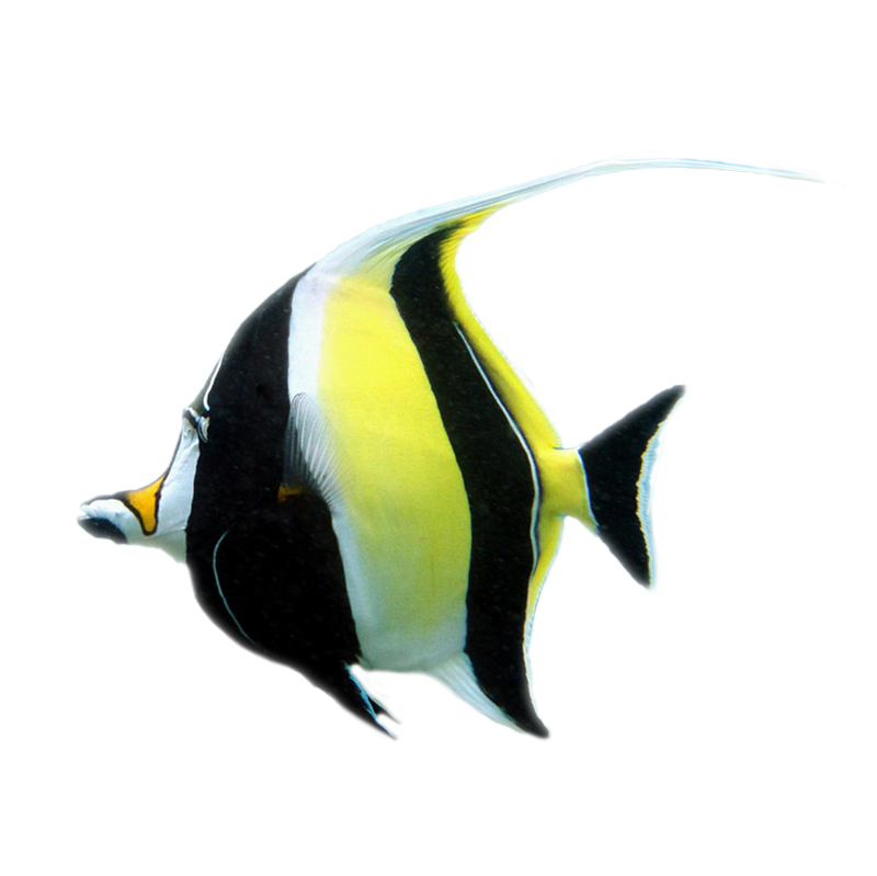 Moorish Idol