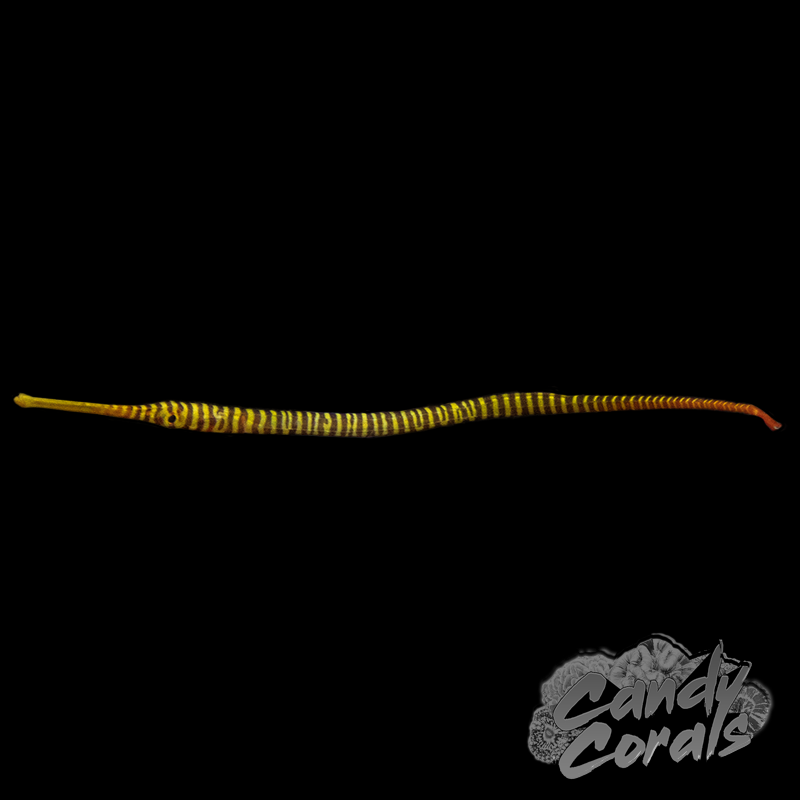 Yellow Multibanded Pipefish