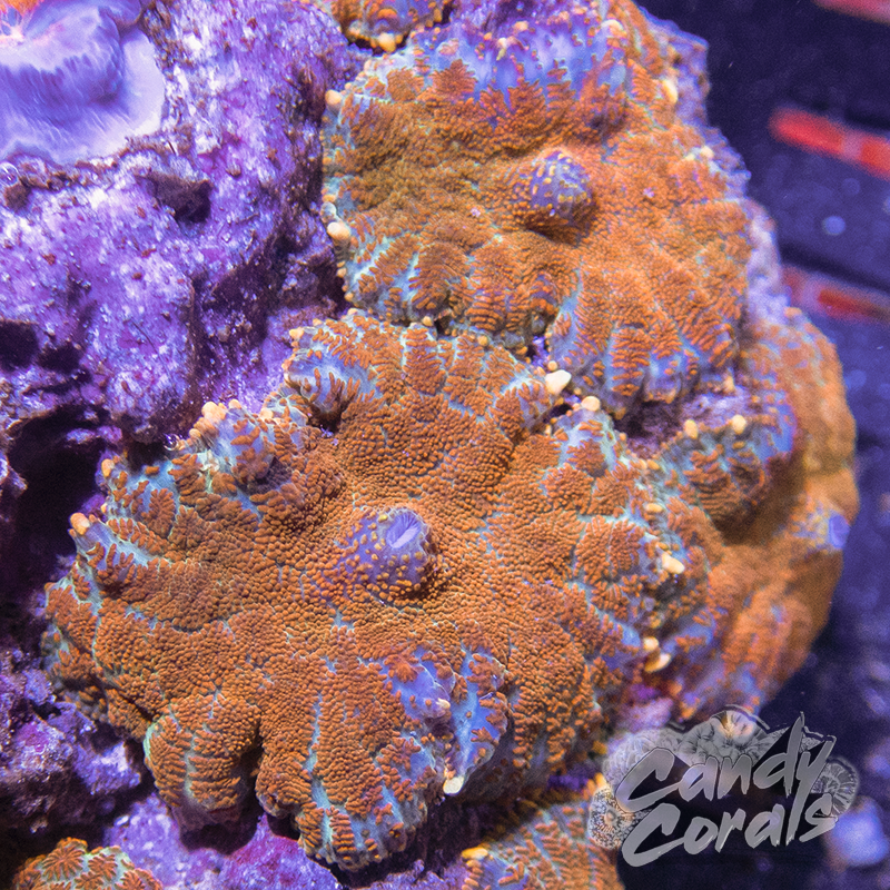 Orange Rhodactis Mushroom