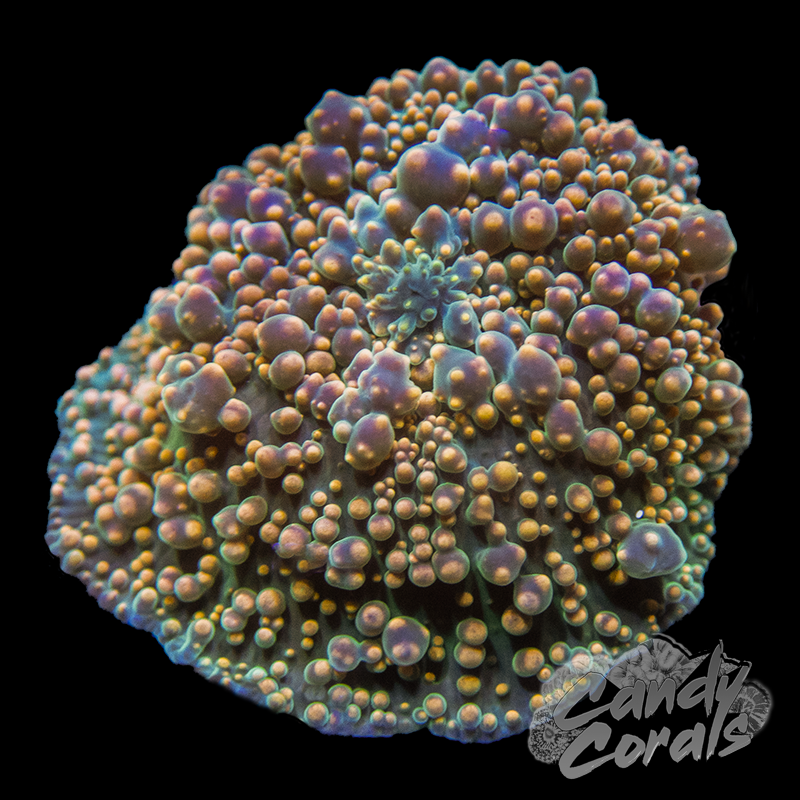 Parallel Universe Interstellar Mushroom D19
