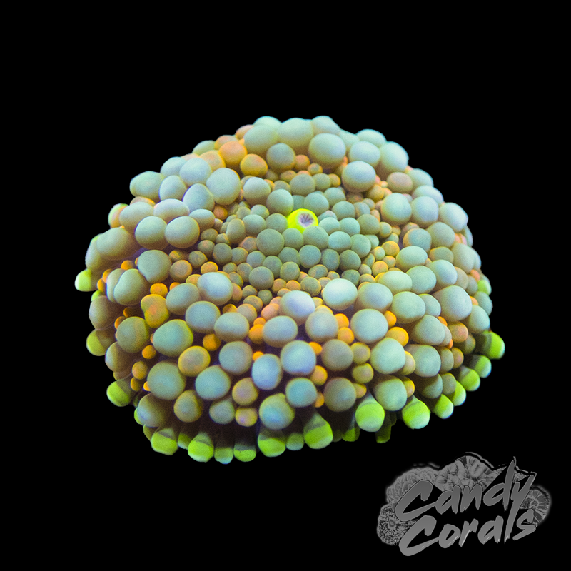 Orange & Blue Florida Ricordia Mushroom