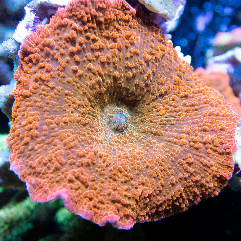 Aussie Metallic Orange Mushroom