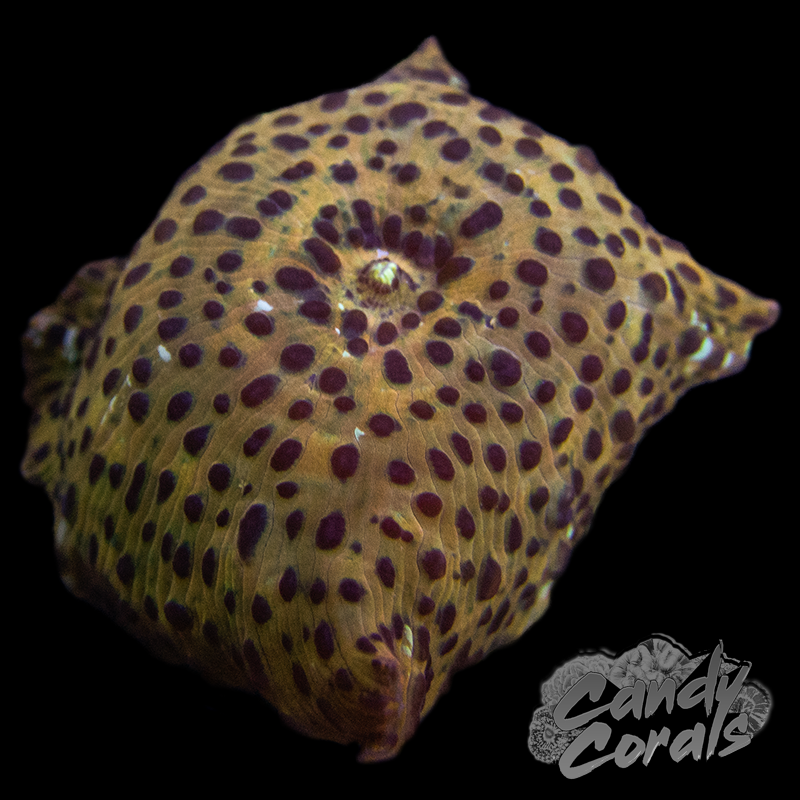 Golden Leopard Discosoma Mushroom