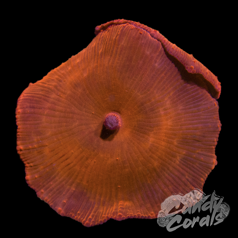 Metallic Orange Discosoma Mushroom