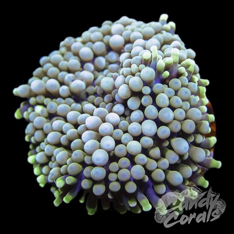 Assorted Pink Florida Ricordia Mushroom