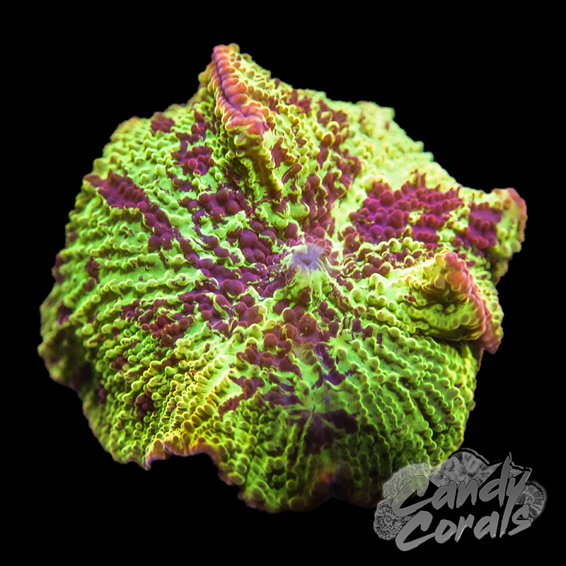 Assorted Ultra Jawbreaker Mushroom