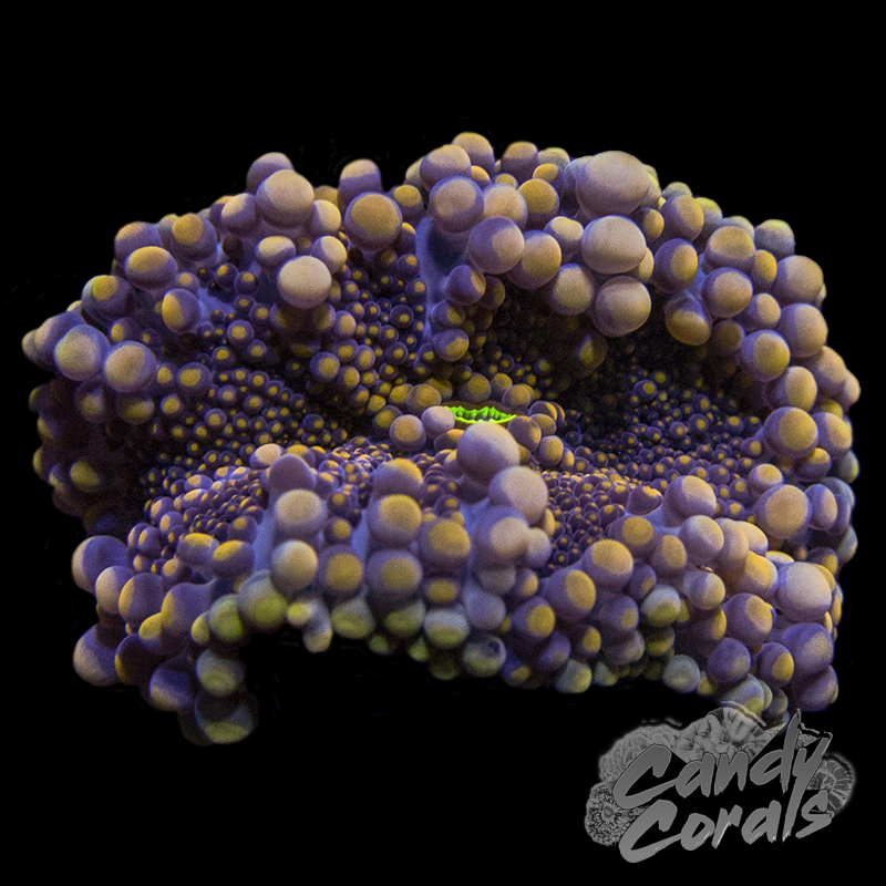 Orange Yuma Mushroom B76