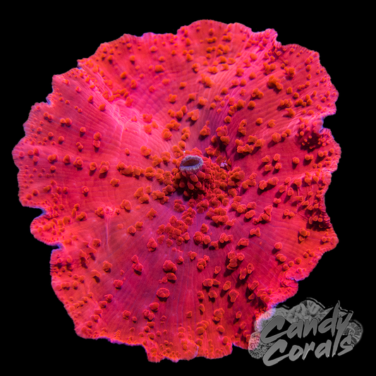 Red Discosoma Mushroom Per Polyp