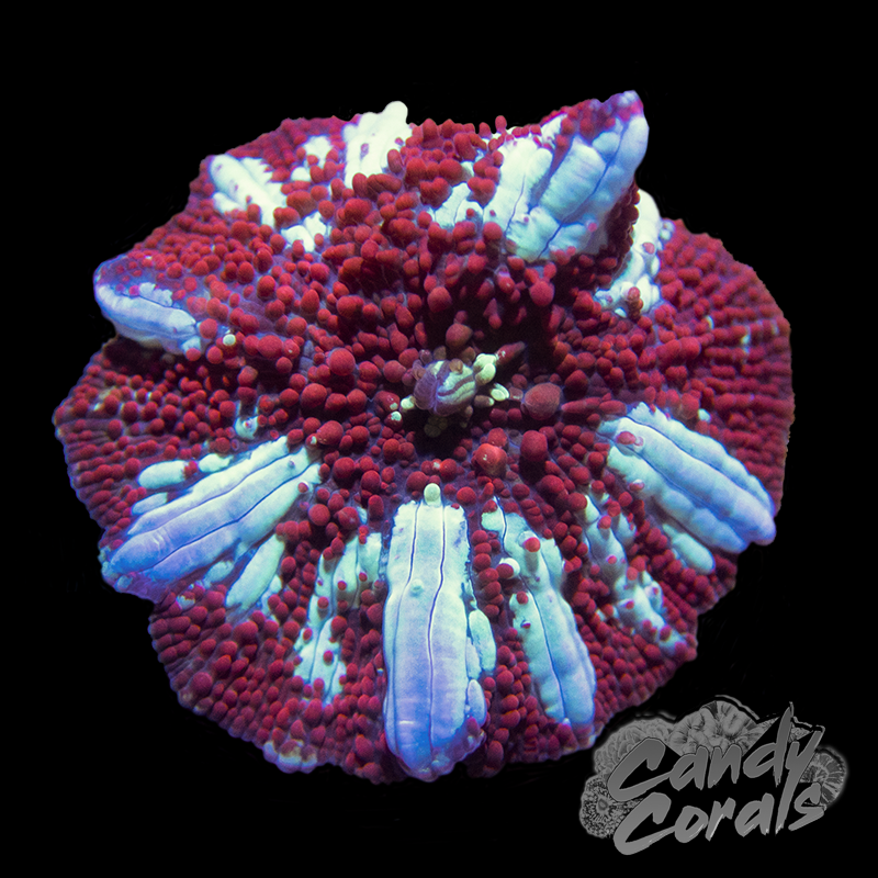 Red Lightning Discosoma Mushroom