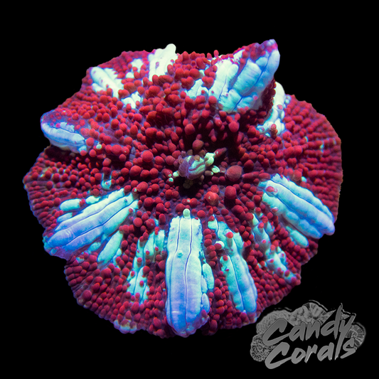 Red Lightning Discosoma Mushroom