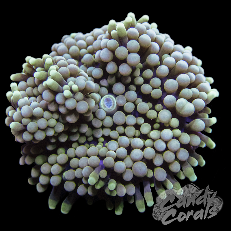 Assorted Pink Florida Ricordia Mushroom