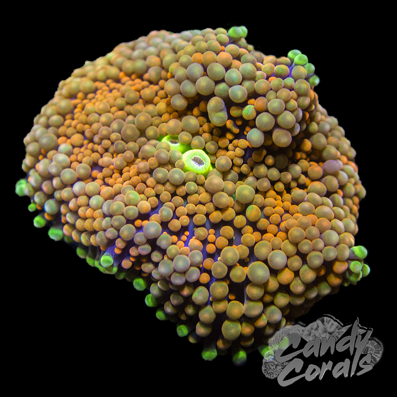 Orange Rainbow Florida Ricordia Mushroom