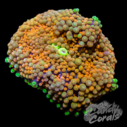 Orange Rainbow Florida Ricordia Mushroom