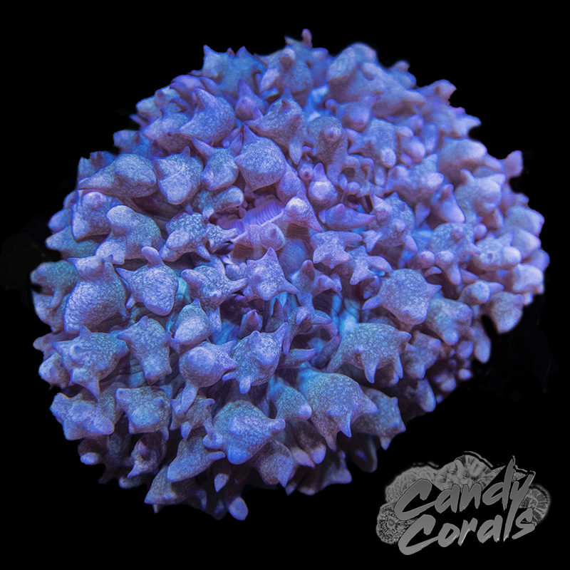 St. Thomas Mushroom Per Polyp