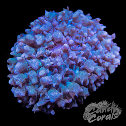 St. Thomas Mushroom Per Polyp