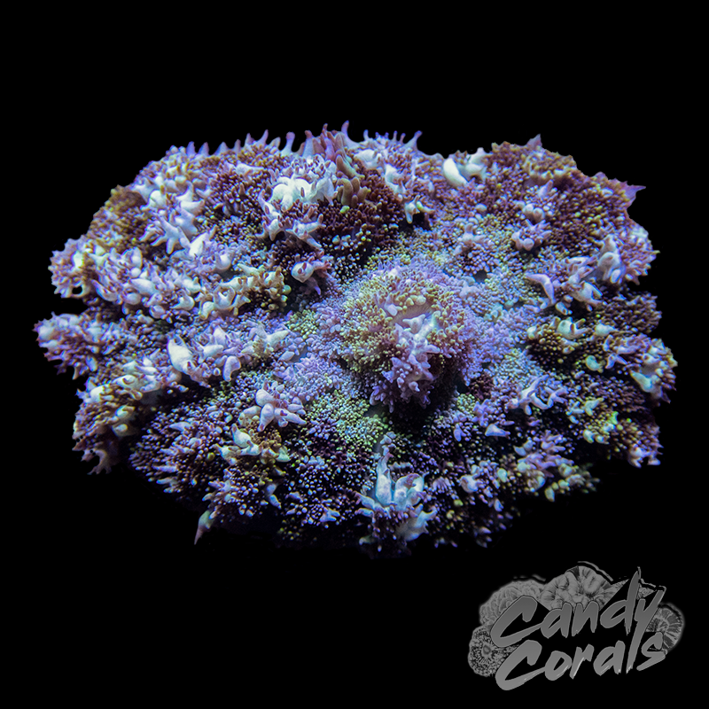 Bubbly Persian Rug Mushroom Per Polyp Candy Corals