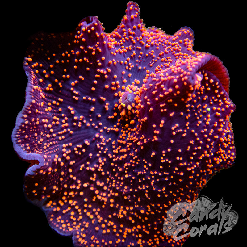 Interstellar Mushroom D18