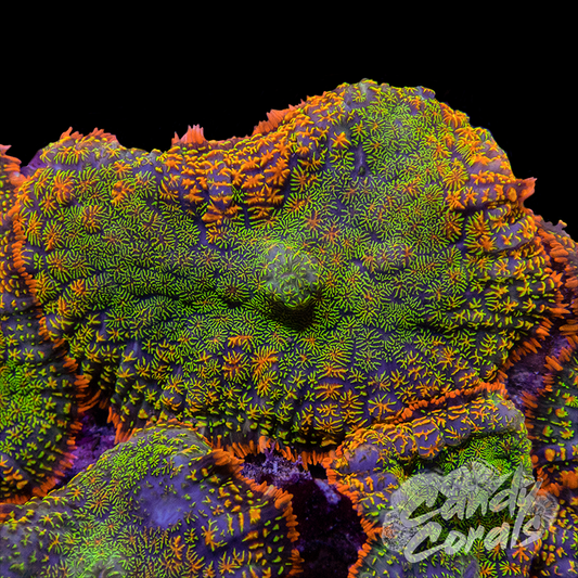 Rainbow Croc Skin Ultra Rhodactis Mushroom