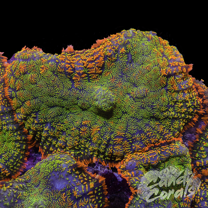 Rainbow Croc Skin Ultra Rhodactis Mushroom