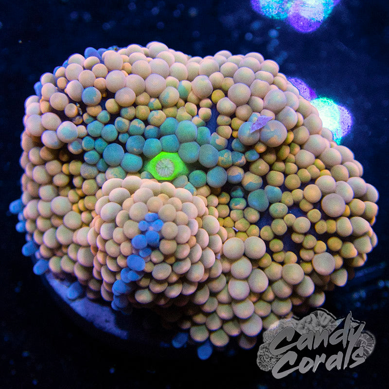 Assorted Orange Florida Ricordia Mushroom