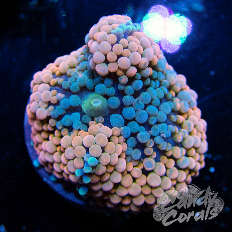 Assorted Orange Florida Ricordia Mushroom