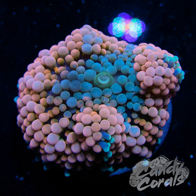 Assorted Orange Florida Ricordia Mushroom