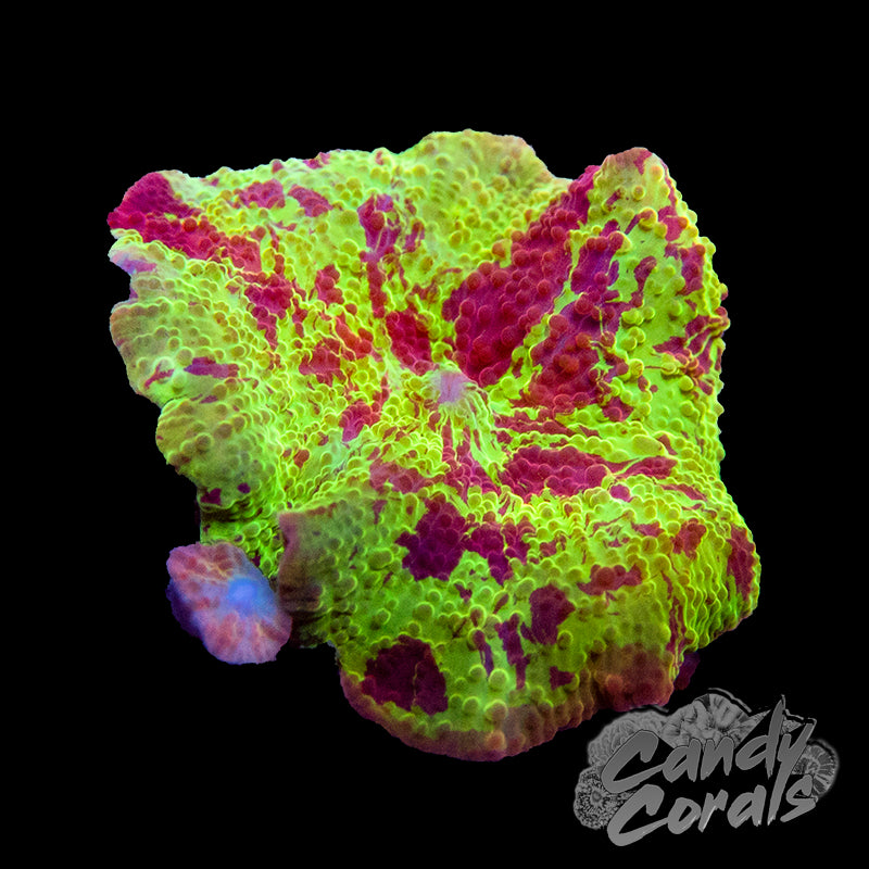 Assorted Ultra Jawbreaker Mushroom