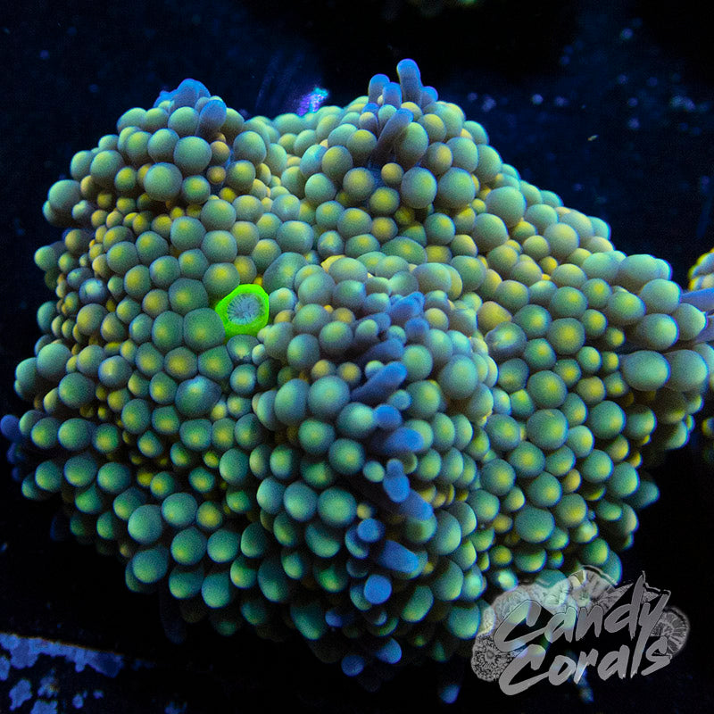 Assorted Rainbow Florida Ricordia Mushroom