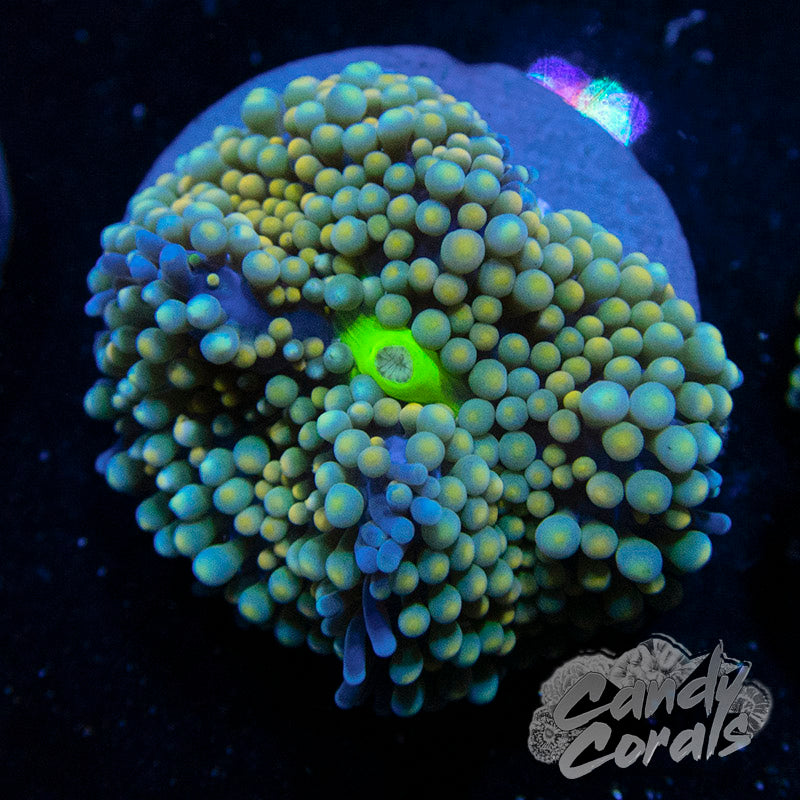 Assorted Rainbow Florida Ricordia Mushroom