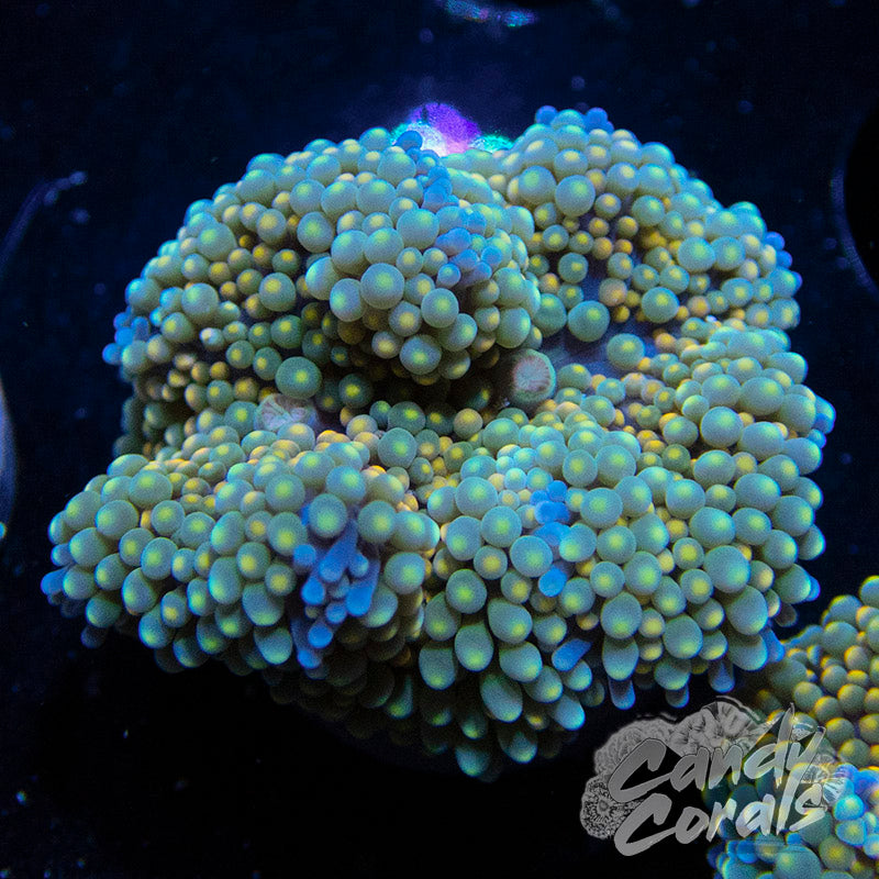 Assorted Rainbow Florida Ricordia Mushroom