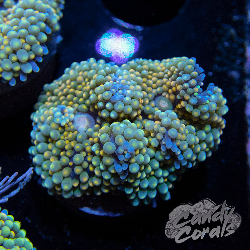 Assorted Rainbow Florida Ricordia Mushroom
