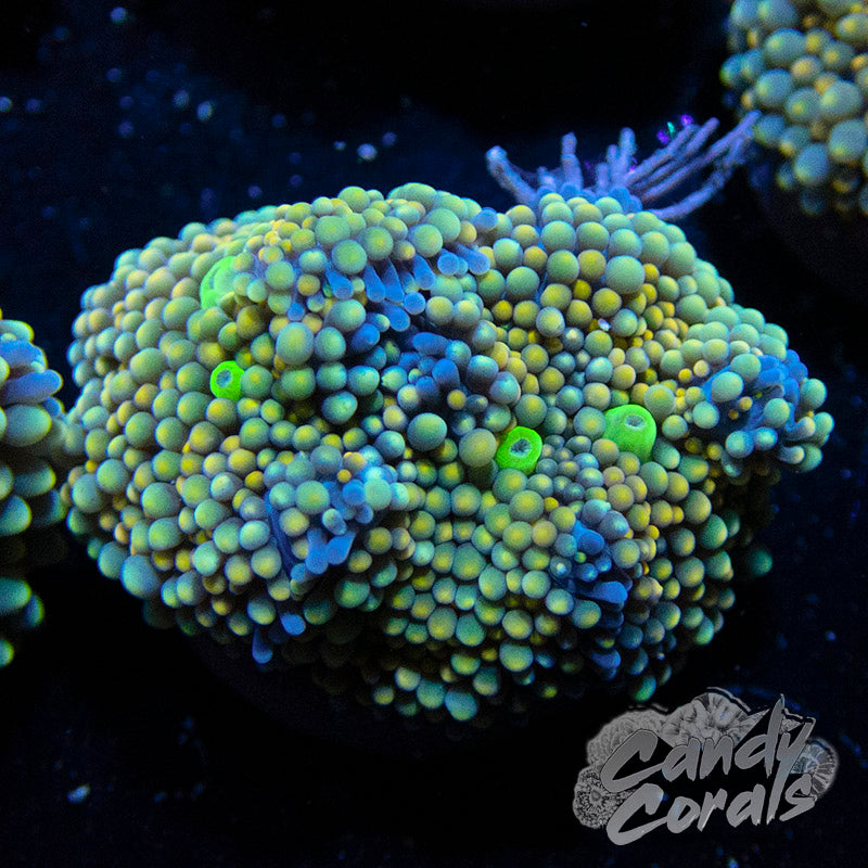 Assorted Rainbow Florida Ricordia Mushroom