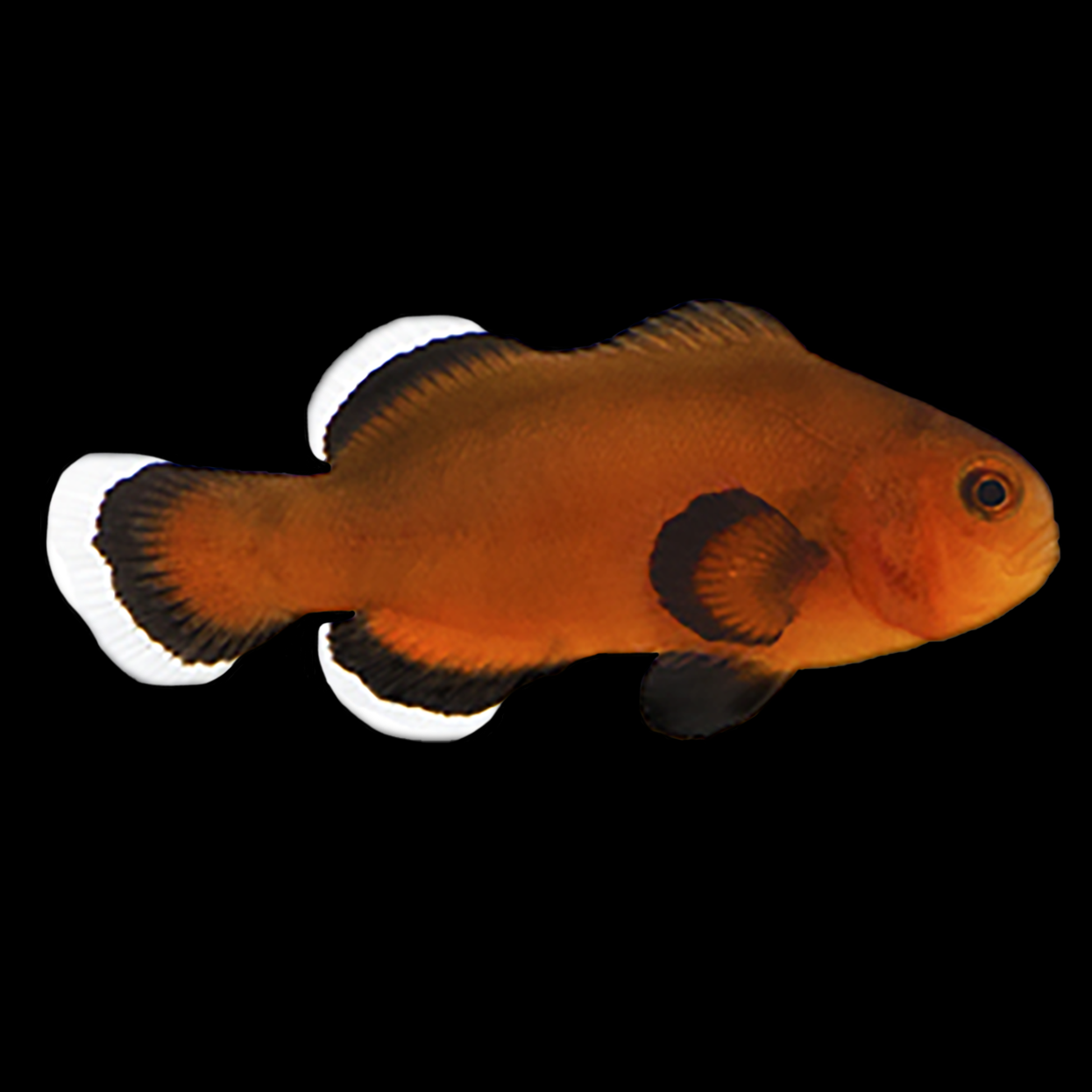 Naked Reese's Clownfish