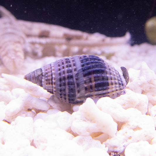 Marble Nassarius Snail