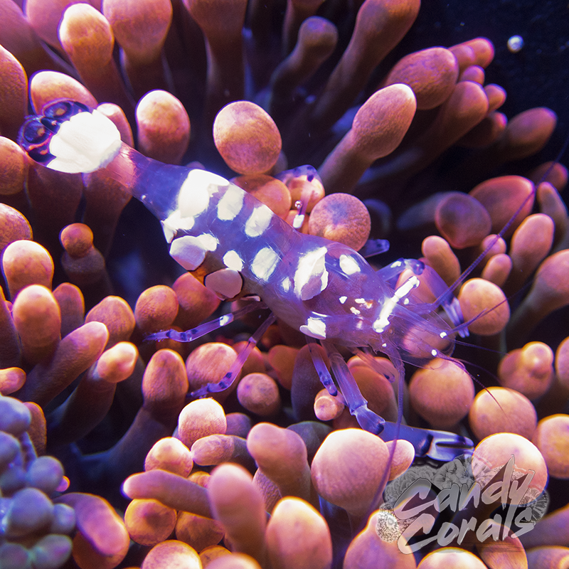 White Spot Anemone Shrimp