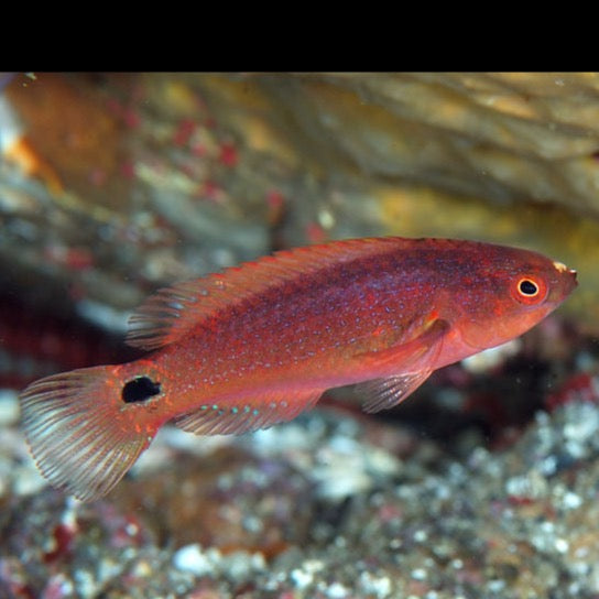 Exquisite Fairy Wrasse