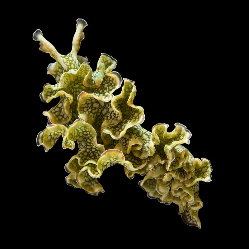 Lettuce Sea Slug