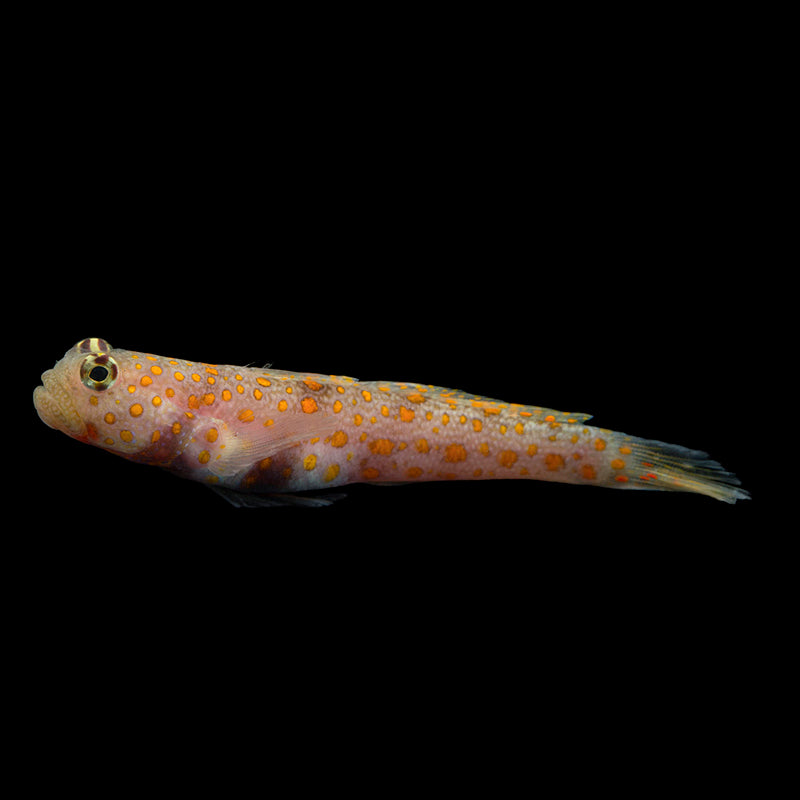 Orange Spotted Shrimp Goby