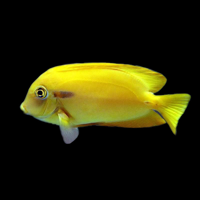 Orange Shoulder Tang